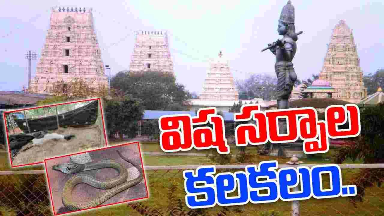 Dwaraka Tirumala Temple: చిన్న వెంకన్న ఆలయంలో విష సర్పాల కలకలం