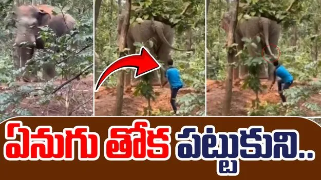 Man Pulls Elephants Tail: యువకుడి బుద్ధిలేని పని.. ఏనుగు తోక పట్టుకుని..