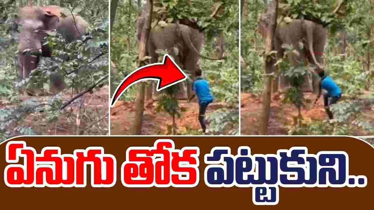 Man Pulls Elephants Tail: యువకుడి బుద్ధిలేని పని.. ఏనుగు తోక పట్టుకుని..