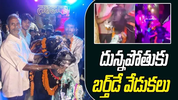 Birthday Bash For Buffalo: దున్నపోతుకు ఘనంగా పుట్టిన రోజు వేడుకలు.. ఎక్కడంటే.. 