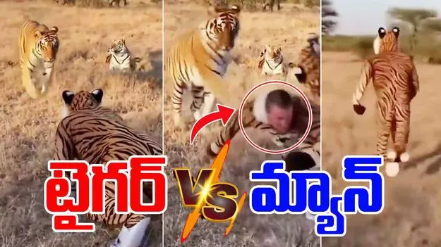 Man Act as a Tiger: పులివేషంలో మనిషి.. పసిగట్టిన  పులి.. చివరకు.!