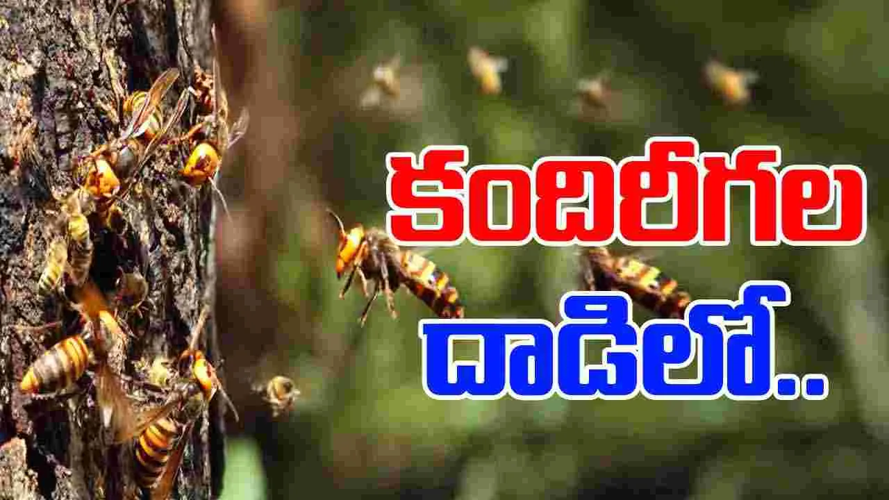 Wasp Attack In Araku: అల్లూరి జిల్లాలో విషాదం.. కందిరీగల దాడిలో యువతి బలి.. 