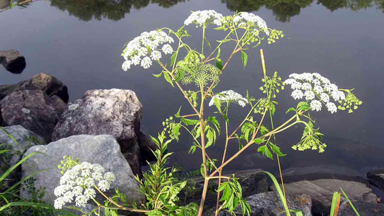 Dangerous Plants: భూమిపై మనుషులను చంపగల అత్యంత ప్రమాదకరమైన 7 మొక్కలివే..