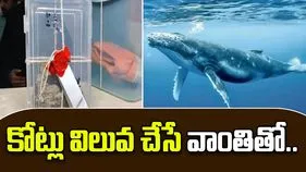 Farmer Arrested with Ambergris: తిమింగలం వాంతితో పట్టుబడ్డ రైతు.. ధర తెలిస్తే షాక్ అవుతారు..