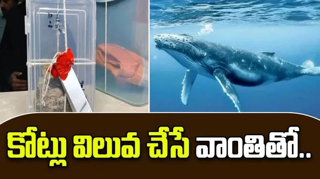 Farmer Arrested with Ambergris: తిమింగలం వాంతితో పట్టుబడ్డ రైతు.. ధర తెలిస్తే షాక్ అవుతారు..