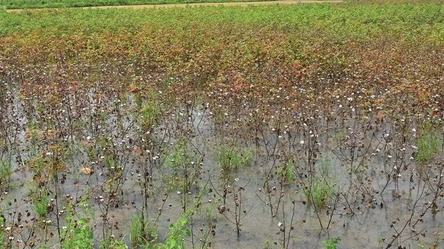 సీసీఐ కొనుగోళ్లు ఎప్పుడో!