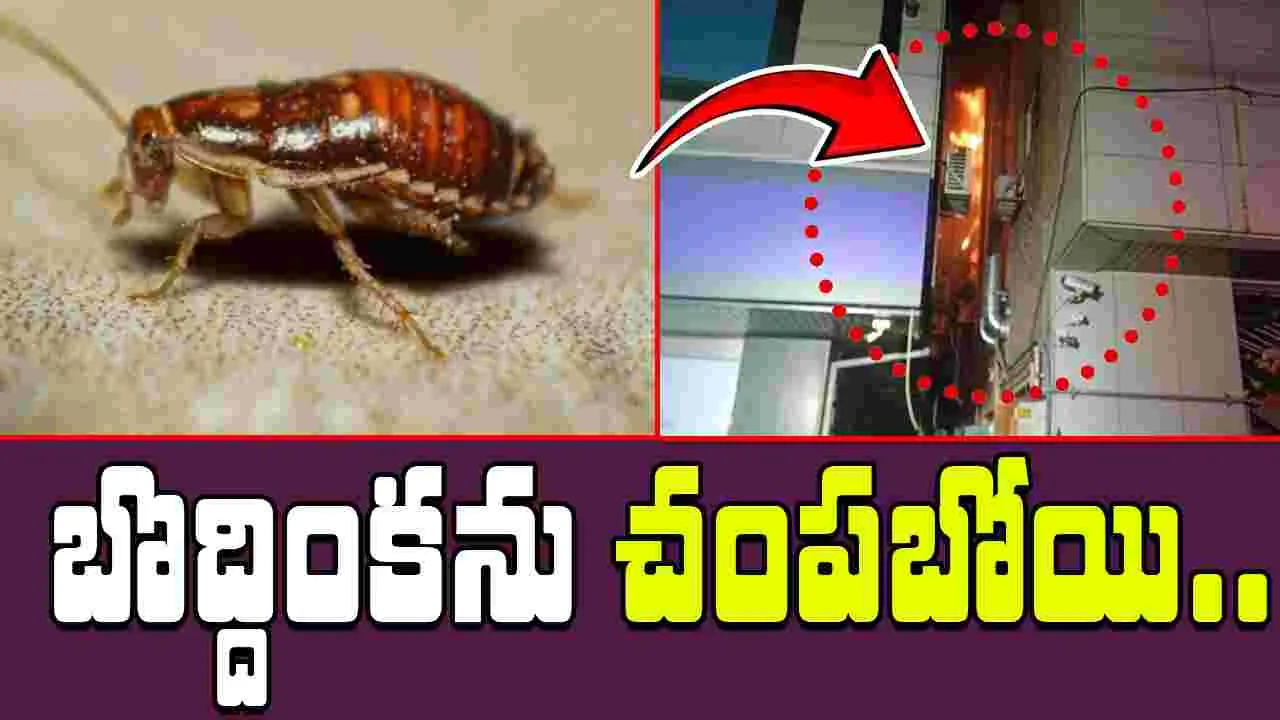 Woman Attempt To Burn Cockroach: బొద్దింకను చంపడానికి అపార్ట్‌మెంటే కాల్చేసింది..