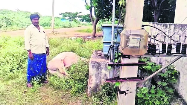 విద్యుదాఘాతానికి ఎద్దు మృతి