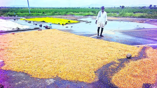 పంటలు వర్షార్పణం