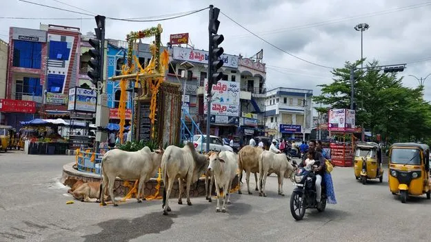 ప్రధాన రోడ్లపై పశువుల సంచారం