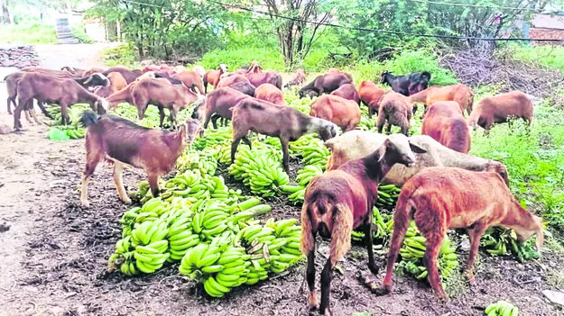 అయ్యో.. అరటి..!