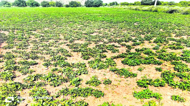 ఎడాపెడా విద్యుత కోతలు  