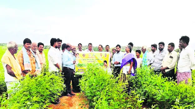  వైరస్‌కు వేపనూనెతో చెక్‌ : జేడీఏ  
