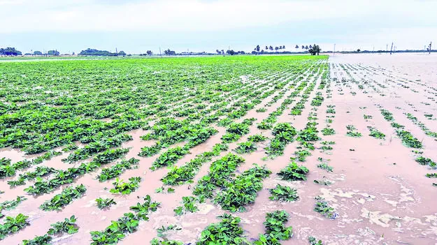 పంటనష్టంపై విప్‌ ఆరా  