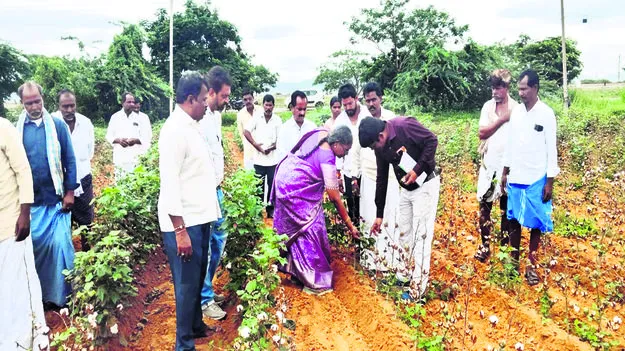 ఈ క్రాప్‌ నమోదు తప్పనిసరి : జేడీఏ 