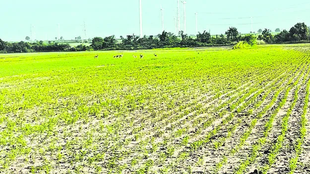 రైతులకు జింకల దడ 