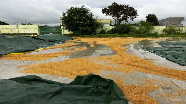 కురిసిన వర్షం.. తడిసిన ధాన్యం..