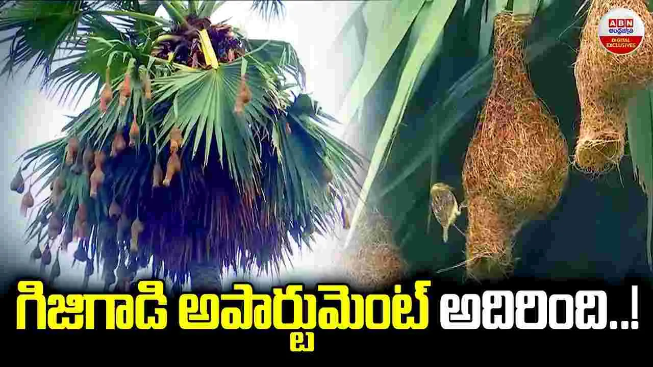 గిజిగాడి అపార్టుమెంట్‌ అదిరింది..