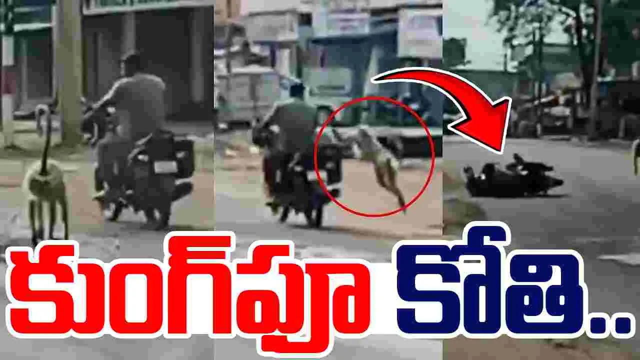Langur Attacks Biker: వీధి రౌడీలా మారిన కోతి.. బైకర్‌పై దాడి..