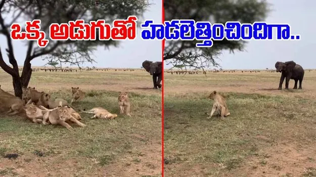 Elephant Viral Video: ఇది కదా ఏనుగు పవర్ అంటే.. దాడి చేయకుండానే ధడ పుట్టించిందిగా.. 