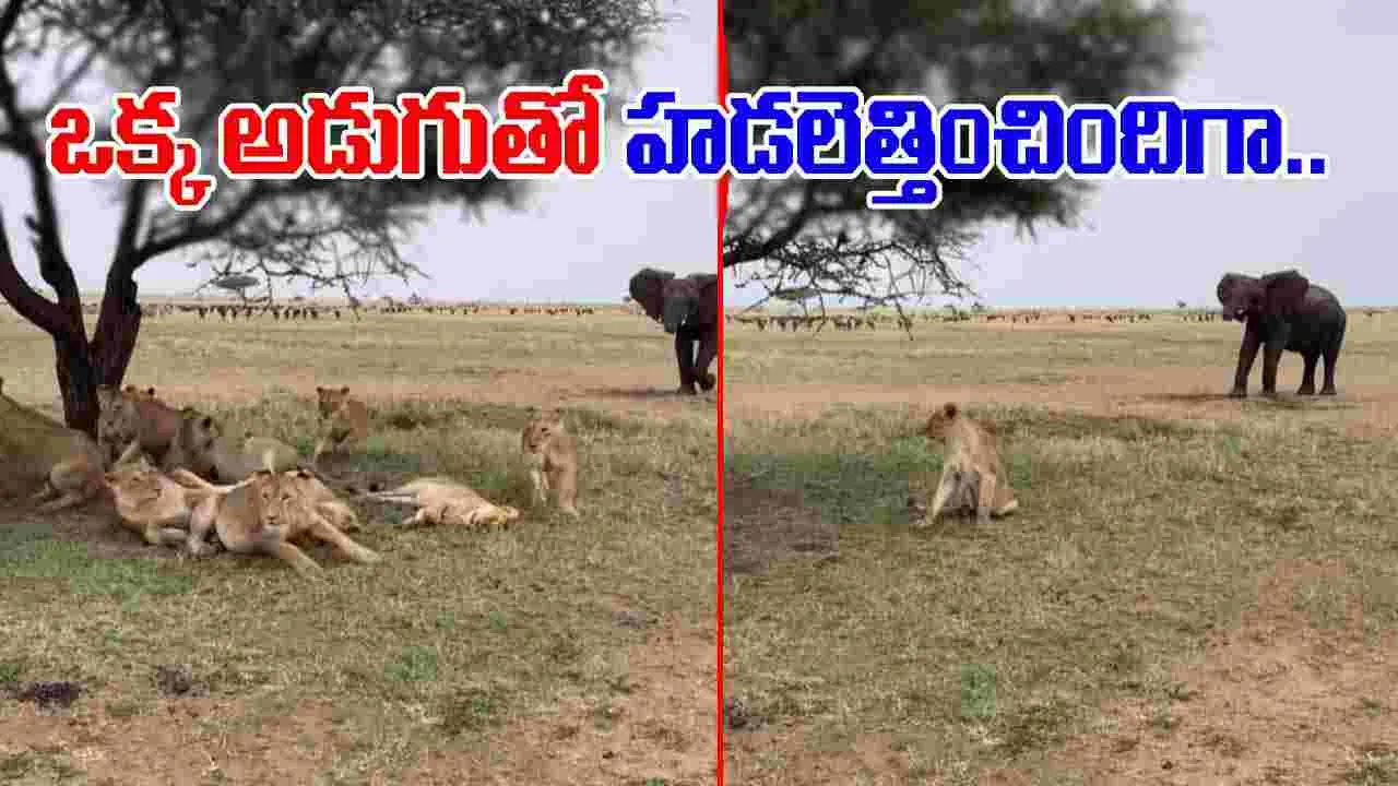 Elephant Viral Video: ఇది కదా ఏనుగు పవర్ అంటే.. దాడి చేయకుండానే ధడ పుట్టించిందిగా.. 