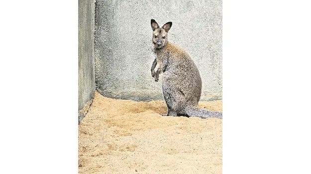 జూలో వాలాబీ మృతి