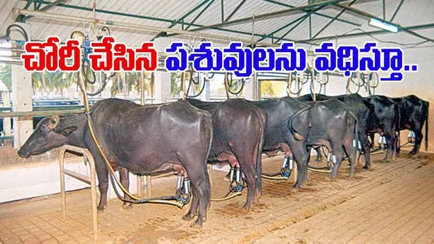 Notorious Cattle Thief :  చోరీ చేసిన పశువులను వధిస్తున్న యూనిట్‌పై పోలీసు దాడులు