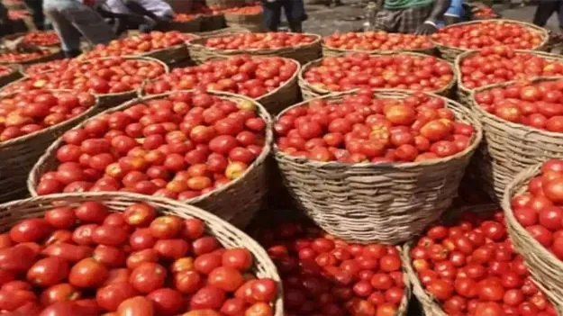 Tomato: ములకలచెరువు మార్కెట్‌కు పోటెత్తుతున్న టమోటాలు