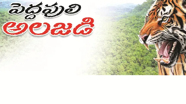 kumaram bheem asifabad- పెద్దపులి అలజడి