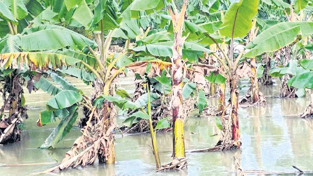 అరటి రైతు విలవిల