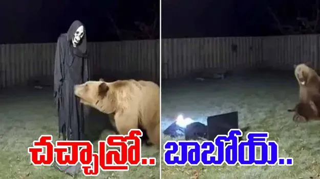 Bear scared video: ఎలుగుబంటికి గుండె ఆగినంత పనైంది.. వీడియో చూస్తే నవ్వాపుకోవడం కష్టమే..