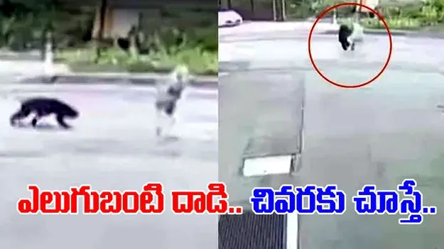 Bear Attack On Woman: అదృష్టం బాగుంది.. లేదంటే ప్రాణాలు పోయేవి..