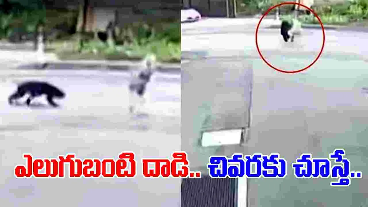 Bear Attack On Woman: అదృష్టం బాగుంది.. లేదంటే ప్రాణాలు పోయేవి..