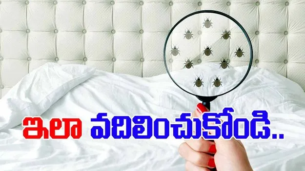 Tips to Get Rid of Bed Bugs:  బెడ్‌బగ్స్‌తో ఇబ్బంది పడుతున్నారా? ఈ ఇంటి నివారణలను ట్రై చేయండి.!