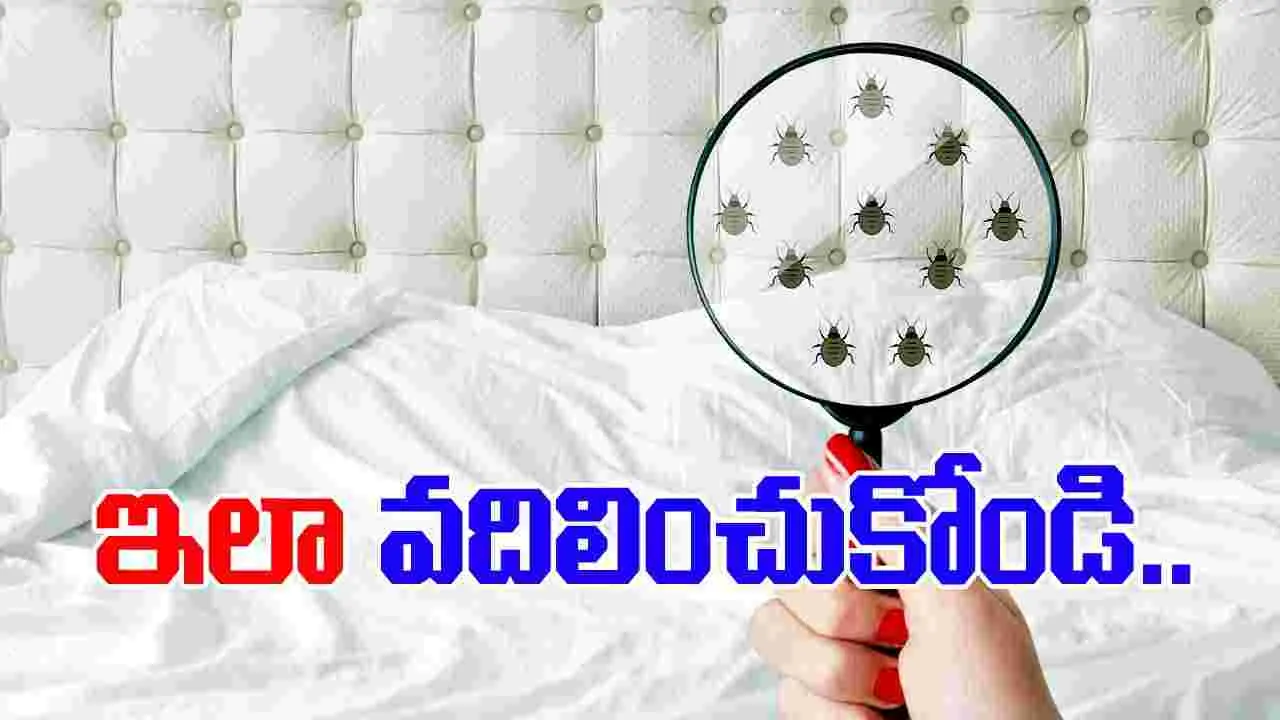 Tips to Get Rid of Bed Bugs:  బెడ్‌బగ్స్‌తో ఇబ్బంది పడుతున్నారా? ఈ ఇంటి నివారణలను ట్రై చేయండి.!