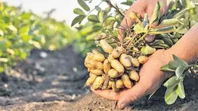 గుండెకు మేలు చేసే నూనె...