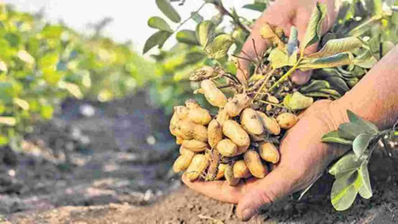 గుండెకు మేలు చేసే నూనె...