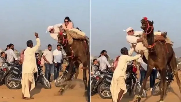 Camel ride gone wrong: ఒంటె మీద సవారీ మామూలు విషయం కాదు.. ఓ జంట పరిస్థితి ఏమైందో చూడండి..