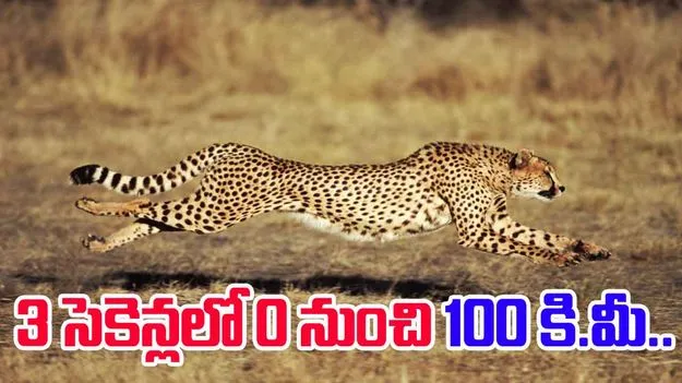 Cheetah hunting speed: చిరుత వేట ఎలా ఉంటుందో చూశారా.. 3 సెకెన్లలో 100 కి.మీ. వేగంతో..