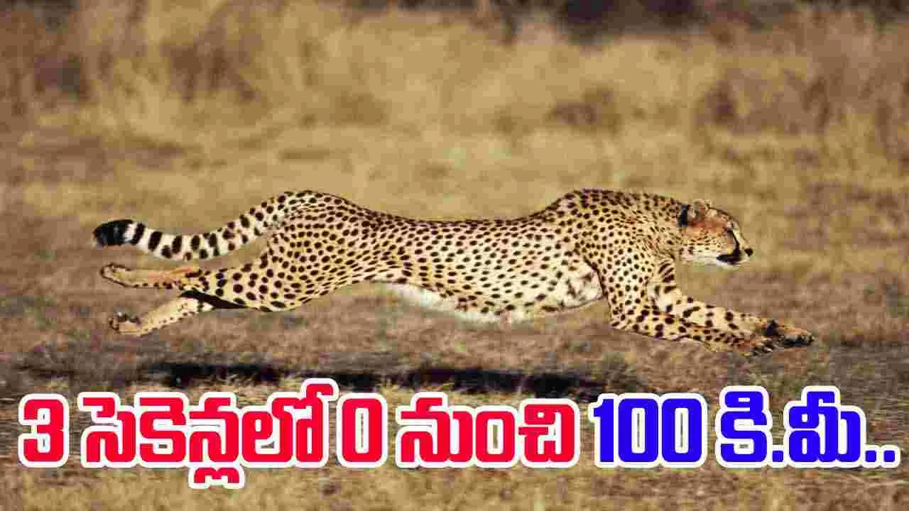 Cheetah hunting speed: చిరుత వేట ఎలా ఉంటుందో చూశారా.. 3 సెకెన్లలో 100 కి.మీ. వేగంతో..