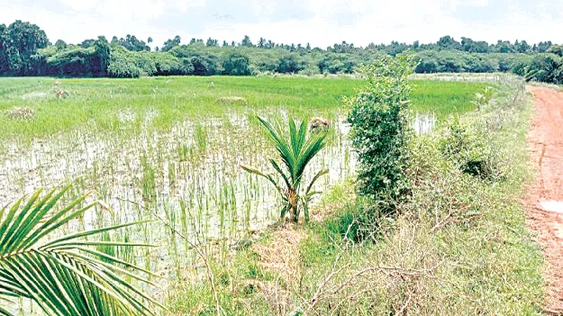 ఆక్రమణల జోరు.. పట్టించుకోరు 