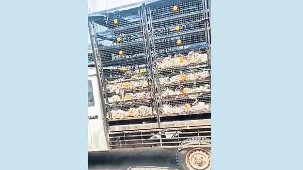 చికెన్‌ షాపుల్లో దారుణం