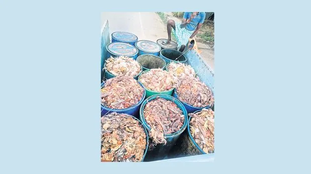 చికెన్‌ వ్యర్థాలపై పోలీస్‌ పంచాయితీ