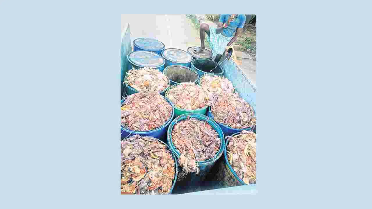 చికెన్‌ వ్యర్థాలపై పోలీస్‌ పంచాయితీ