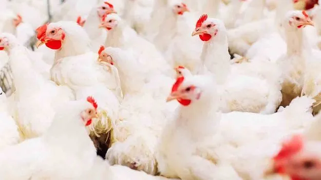 AP Meat Development Corporation: చికెన్ షాపులపై కీలక నిర్ణయం..