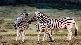 Hyderabad: 35 ఏళ్ల తర్వాత జూపార్కు లోకి జీబ్రాలు..