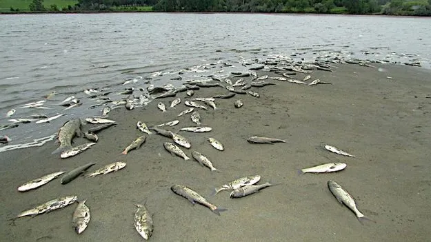 Hyderabad: దుర్గం చెరువులో.. చేపలు చనిపోతున్నాయ్‌..