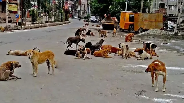Kukatpally: భయపెడుతున్న వీధి కుక్కలు.. నెల రోజుల్లో 758 కేసులు
