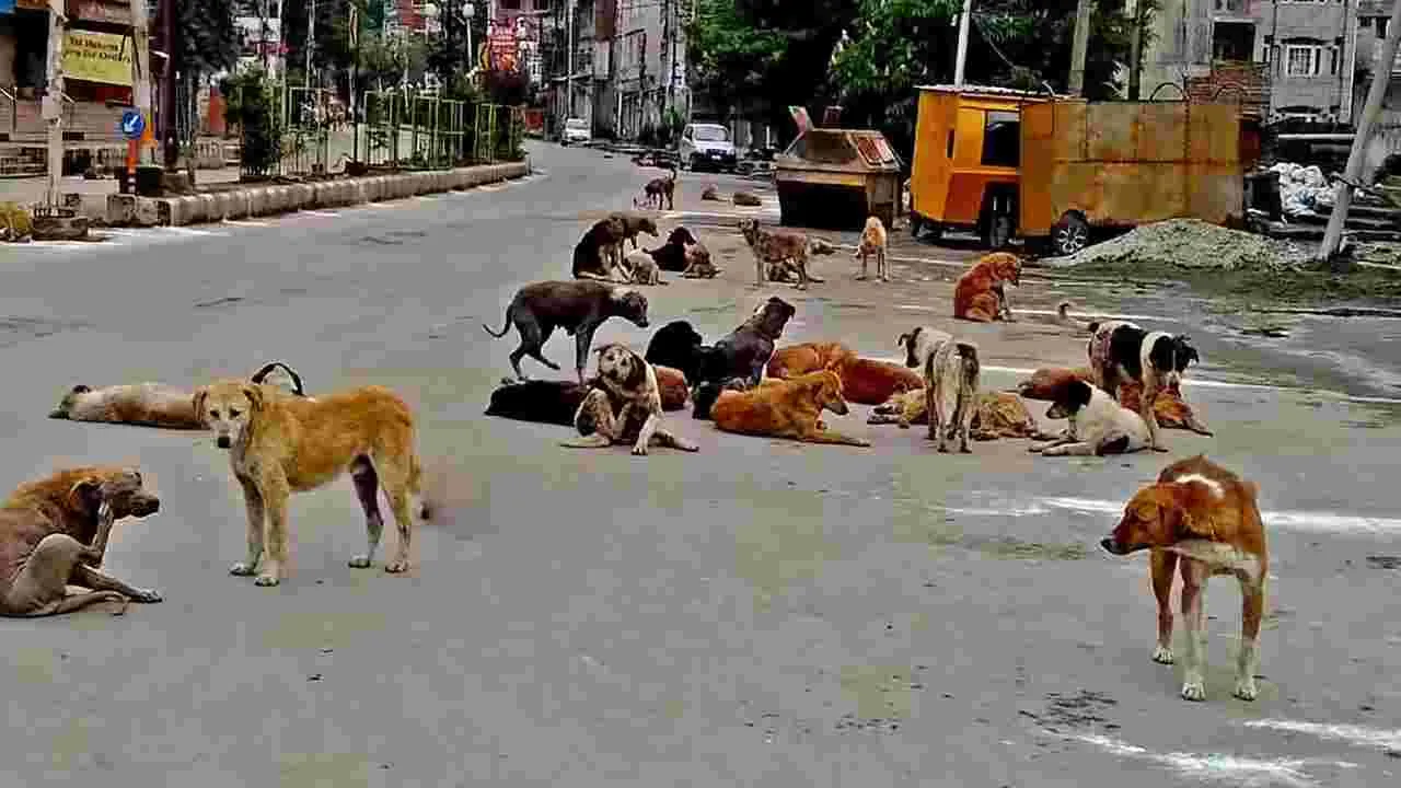 Kukatpally: భయపెడుతున్న వీధి కుక్కలు.. నెల రోజుల్లో 758 కేసులు