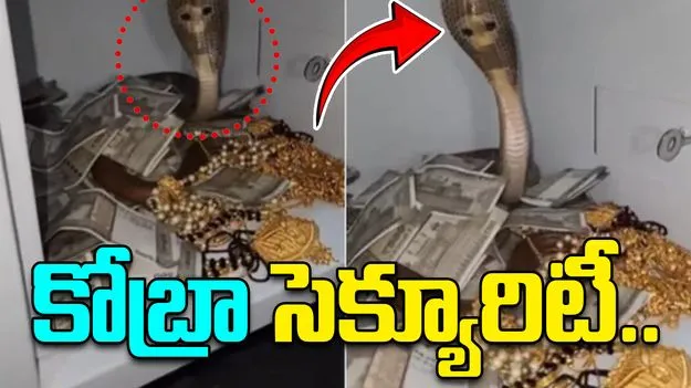 king cobra in vault: ఈ డబ్బులను కాజేయడం ఎవరి తరమూ కాదు.. కోబ్రా సెక్యూరిటీ చూశారా..?